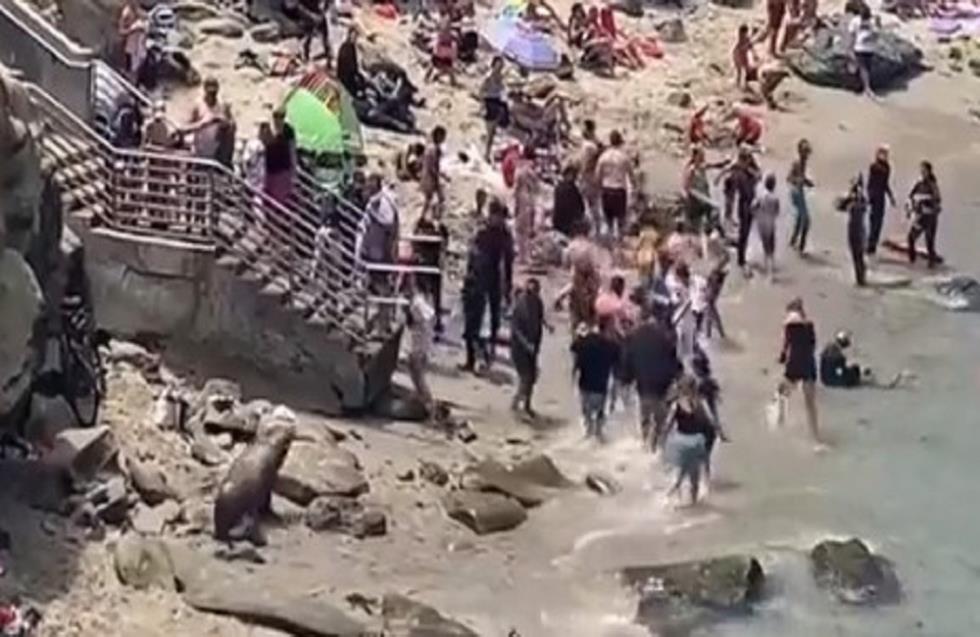 Θαλάσσια λιοντάρια «κυνηγούν» λουόμενους σε παραλία - Δείτε το απίστευτο βίντεο