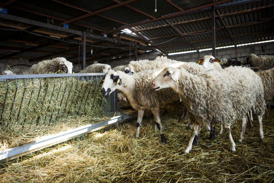 Εννιά μήνες φυλάκιση σε 65χρονο για κτηνοβασία