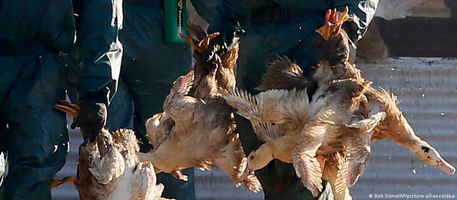 Πώς η Ευρώπη καταπολεμά τη γρίπη των πτηνών