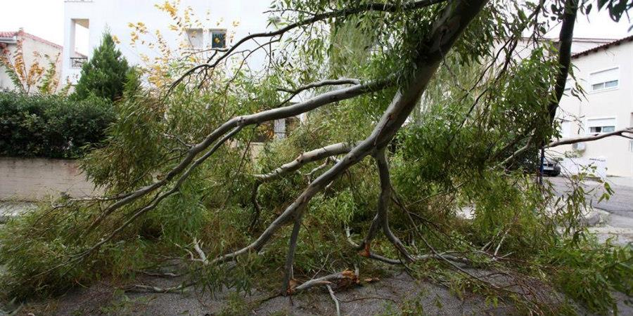 Πτώση δέντρου στην Πάφο από την κακοκαιρία