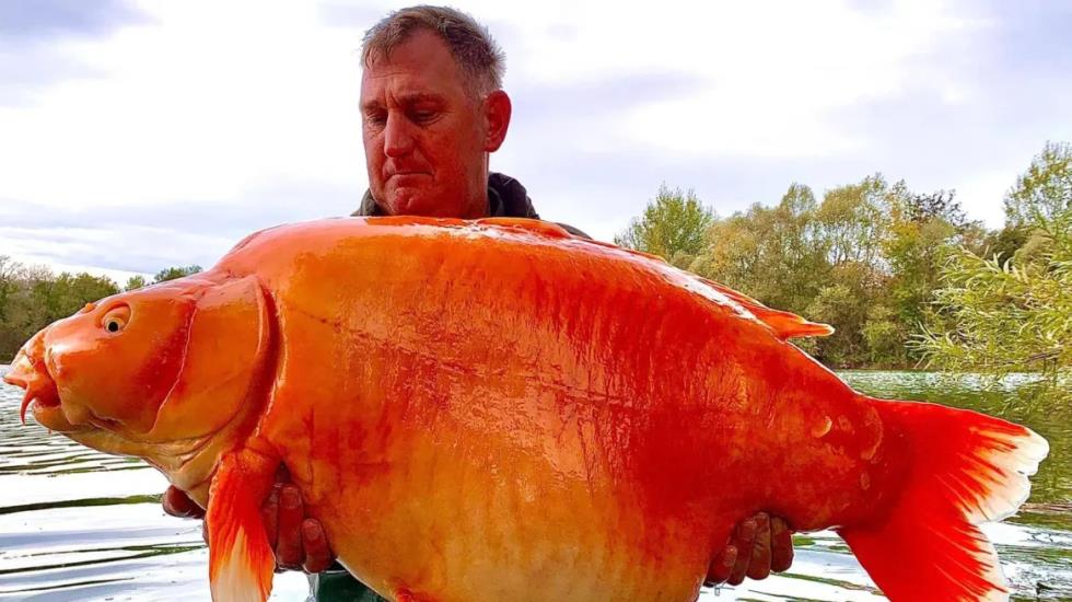 Βρετανία: Ψαράς έπιασε το μεγαλύτερο χρυσόψαρο βάρους 32 κιλών – «Ήταν καθαρή τύχη»