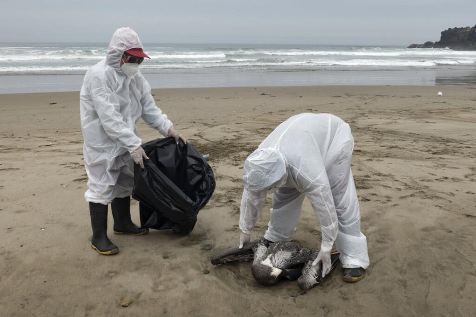 Χιλιάδες θαλασσοπούλια νεκρά στο Περού λόγω της γρίπης των πτηνών