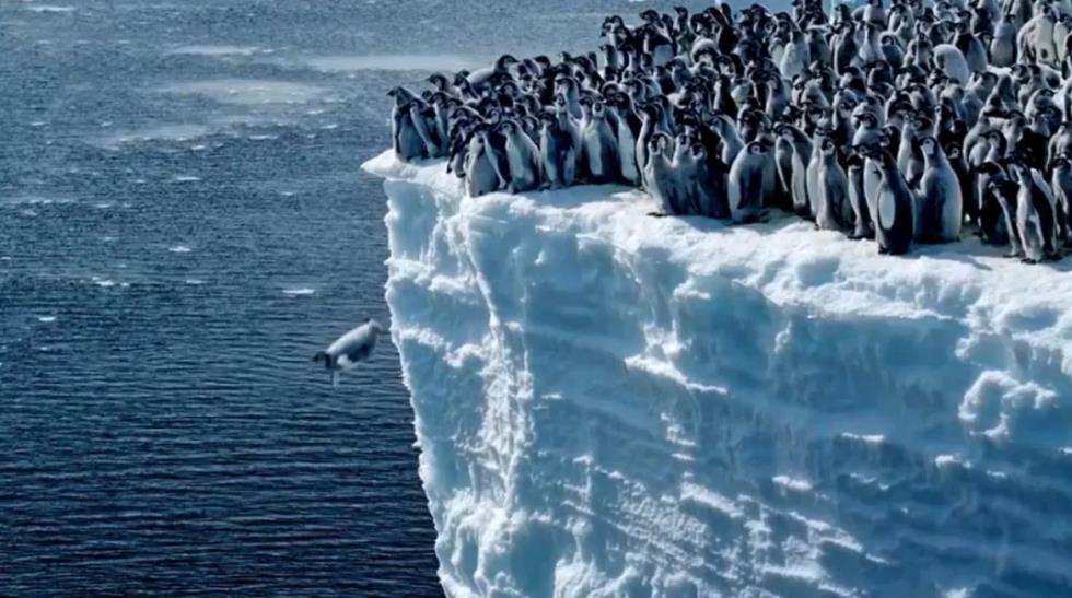 Πιγκουινάκια βουτούν από 15 μέτρα ύψος στον Νότιο Ωκεανό - Το μοναδικό βίντεο του National Geographic
