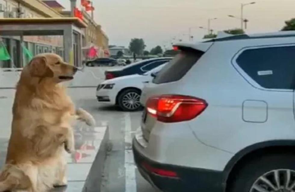 Σκύλος σε ρόλο παρκαδόρου: Δίνει οδηγίες για σωστό παρκάρισμα (βίντεο)