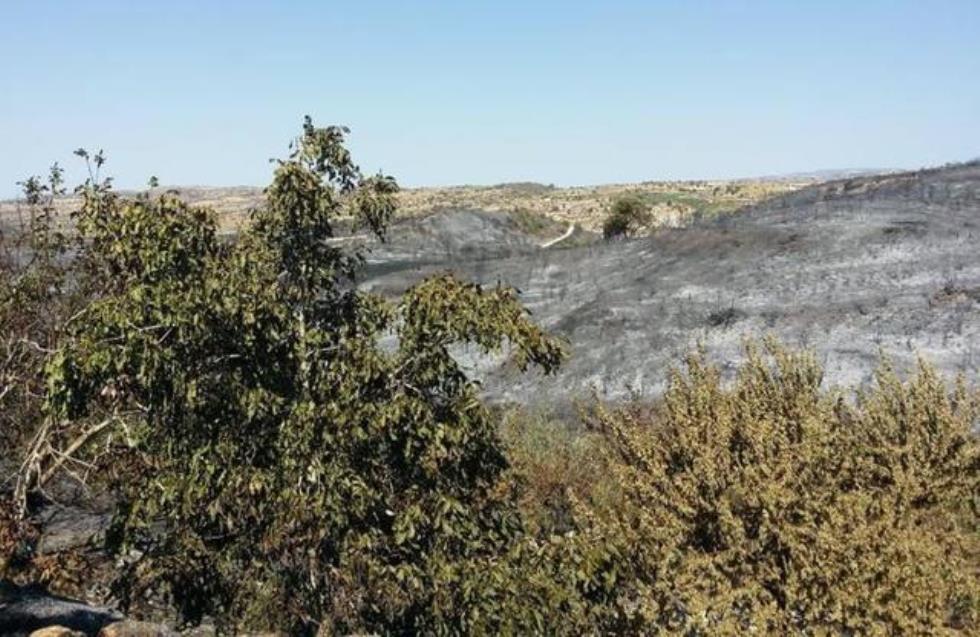 Υπ. Γεωργίας: Τις επόμενες μέρες η εκτίμηση των ζημιών στη Λεμεσό