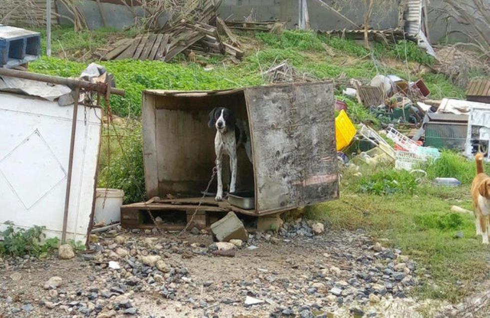 Διαρκής θυματοποίηση ζώων (συνέντευξη Μ. Αναστάση)