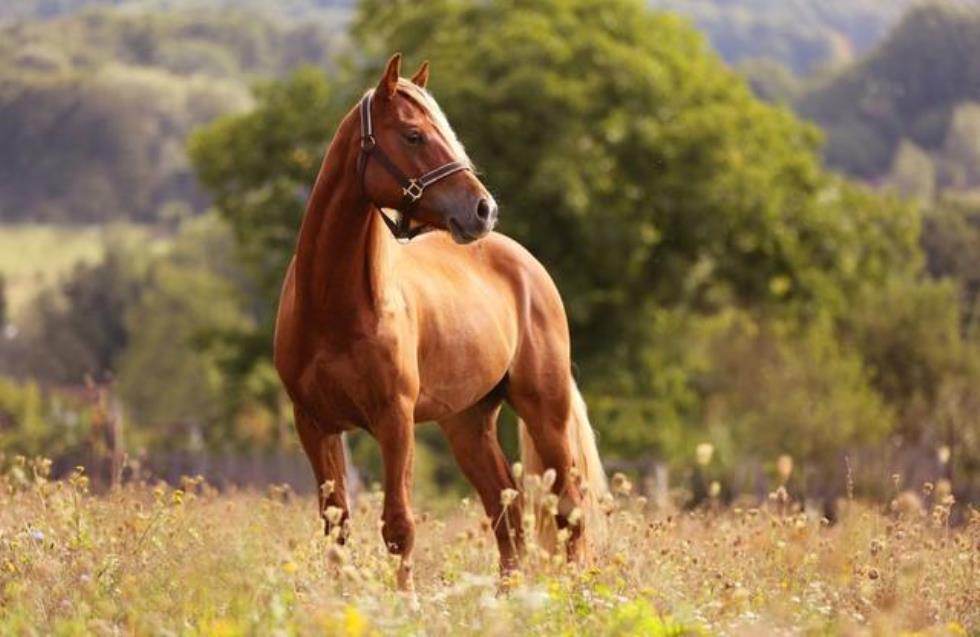 Κόμμα για τα Ζώα: «Δεν ρωτήσαμε τα ζώα εάν θέλουν να γίνουν ηθοποιοί»