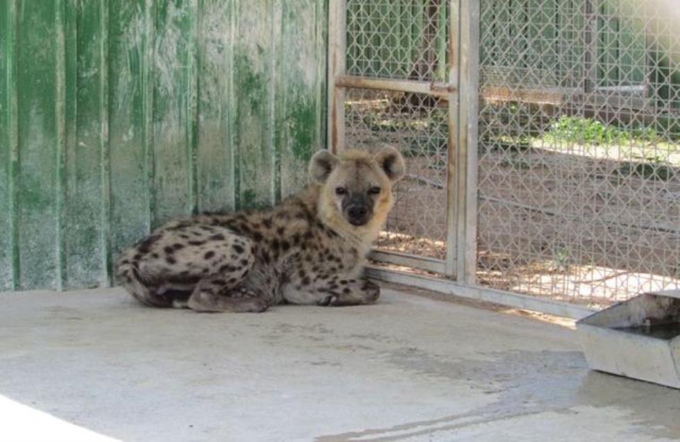 Τους εξόργισε το Melios Pet Center