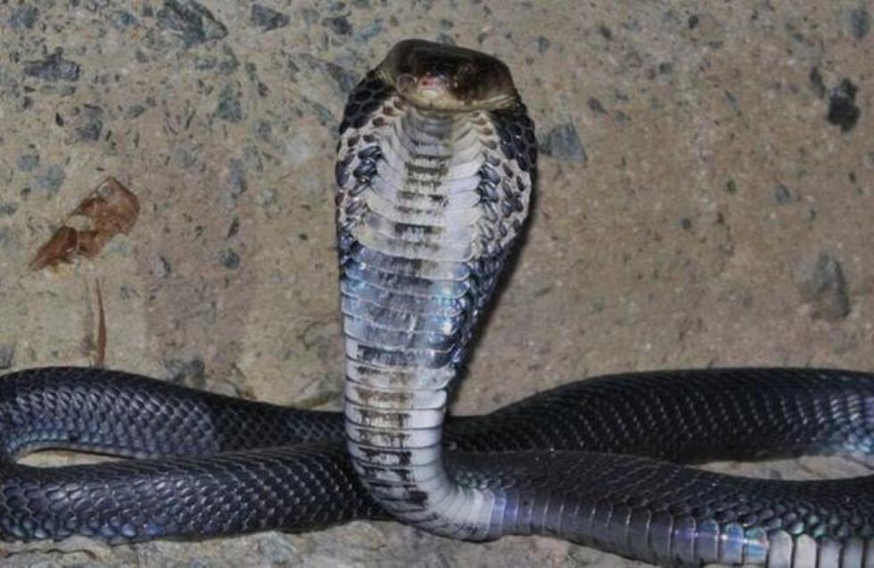 Από δηλητηριώδη φίδια η μετάδοση του κοροναϊού στους ανθρώπους;