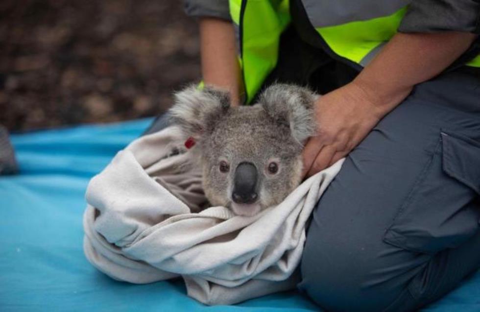 Ευχαριστα νέα στην Αυστραλία: Τραυματισμένα από τις πυρκαγιές κοάλα επέστρεψαν στη φύση