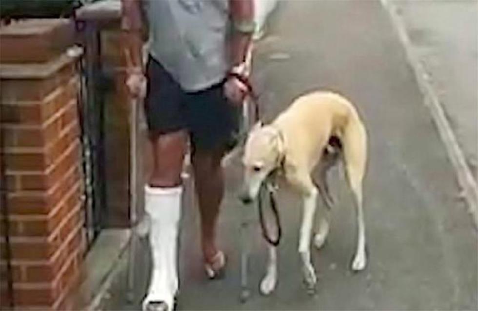 Σκύλος μιμείται τον ιδιοκτήτη του που είχε γύψο στο πόδι (vid)