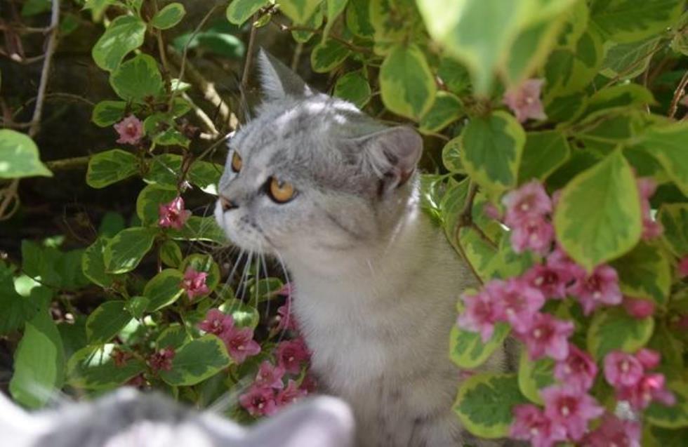 Ποια φυτά που έχετε μέσα στο σπίτι ή στον κήπο αποτελούν απειλή για τις  γάτες