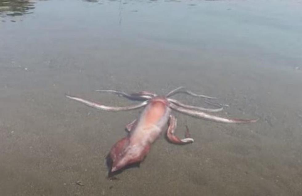 Ιαπωνία: Καλαμάρι 80 κιλών και τουλάχιστον 3 μέτρων «ξεβράστηκε» ζωντανό σε ακτή (video)