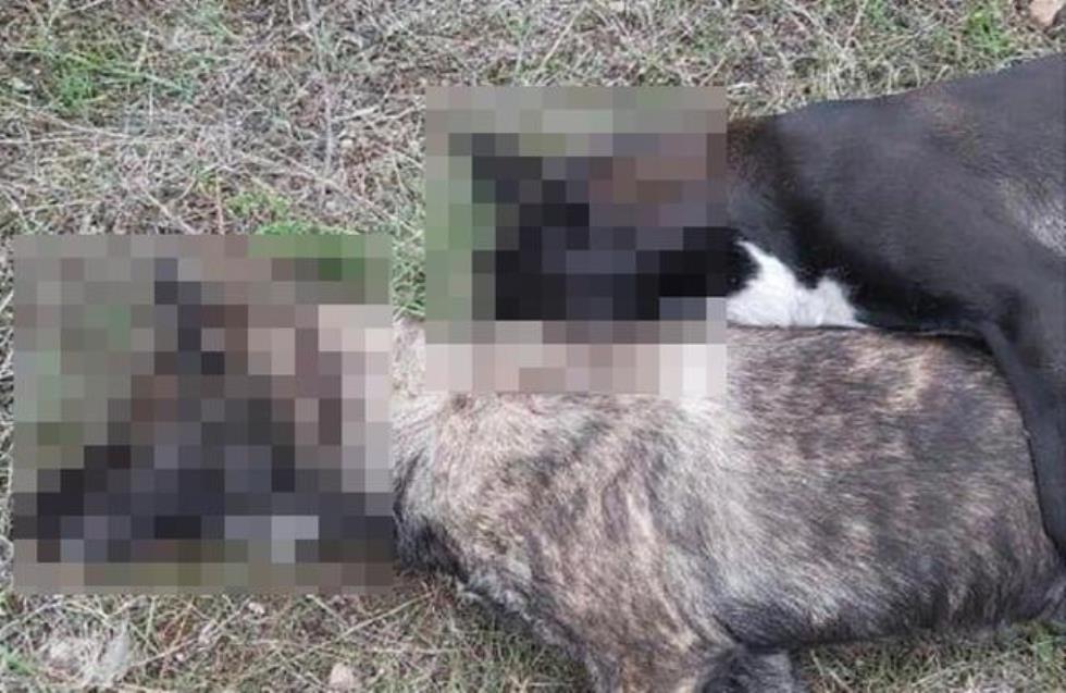 Νέα φρίκη με θανάτωση σκύλων - Βρέθηκαν απαγχωνισμένα στον Λυθροδόντα (σκληρές εικόνες)
