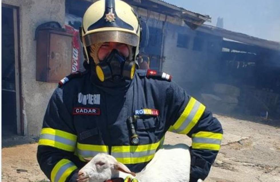 Συγκινητική εικόνα: Πυροσβέστης από τη Ρουμανία σώζει προβατάκι από τη φωτιά στο Σχηματάρι Βοιωτίας