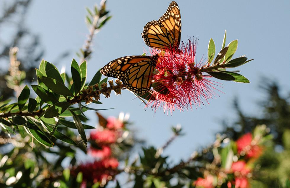 Πέραν των 41.000 ειδών πανίδας σε κίνδυνο εξαφάνισης - Στην κόκκινη λίστα η «πεταλούδα μονάρχης»