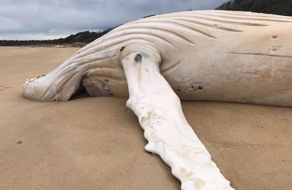 Εξαιρετικά σπάνια λευκή φάλαινα βρέθηκε νεκρή σε ακτή της Αυστραλίας