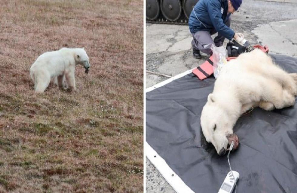 Πολική αρκούδα πλησίασε ανθρώπους για βοήθεια – Είχε κολλήσει κονσερβοκούτι στο στόμα της