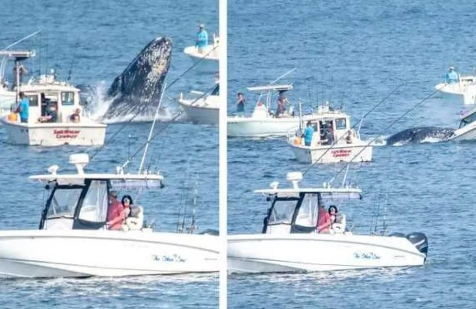 Σοκαριστικό: Φάλαινα πήδηξε έξω από το νερό και χτύπησε σκάφος στη Μασαχουσέτη (βίντεο)