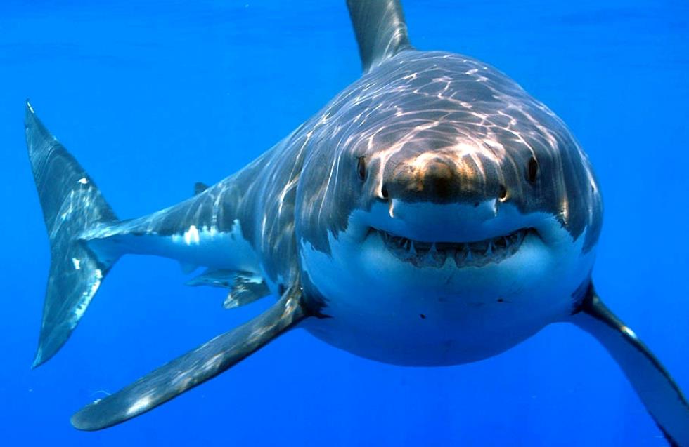 Μοναδικό βίντεο: Όρκες σκοτώνουν λευκό καρχαρία για το συκώτι του