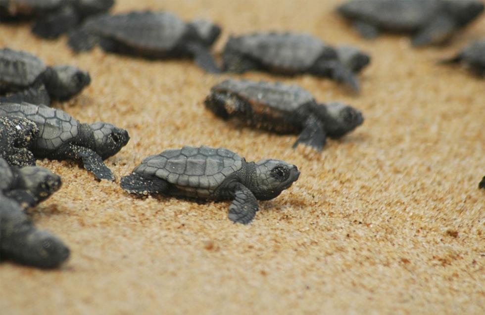 Πέραν των 2.000 οι φωλιές θαλάσσιων χελωνών το 2021 στην περιοχή της Λάρας