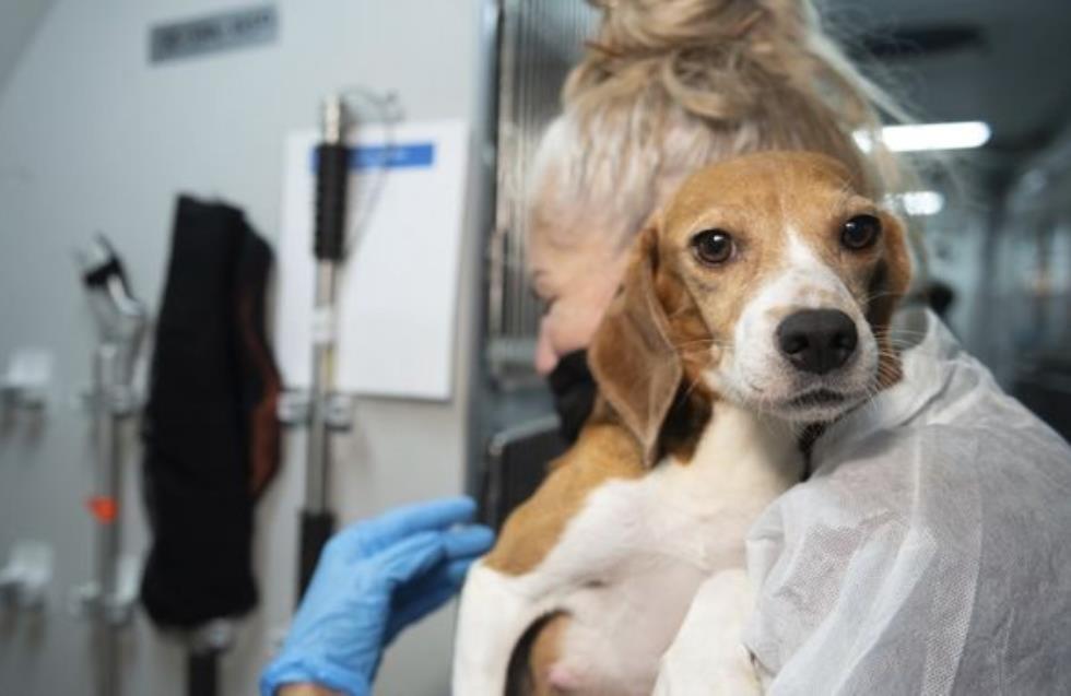 ΗΠΑ: Σώθηκαν 4.000 σκυλάκια που προορίζονταν για πειράματα