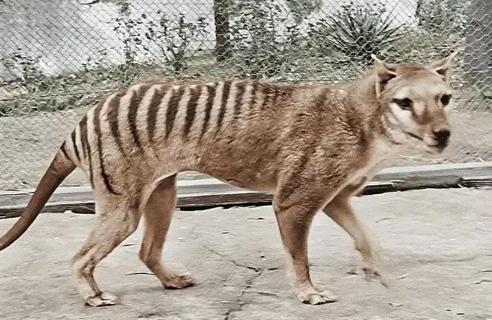 Τίγρης της Τασμανίας: Επιστήμονες σχεδιάζουν να επαναφέρουν στη Γη το εξαφανισμένο ζώο