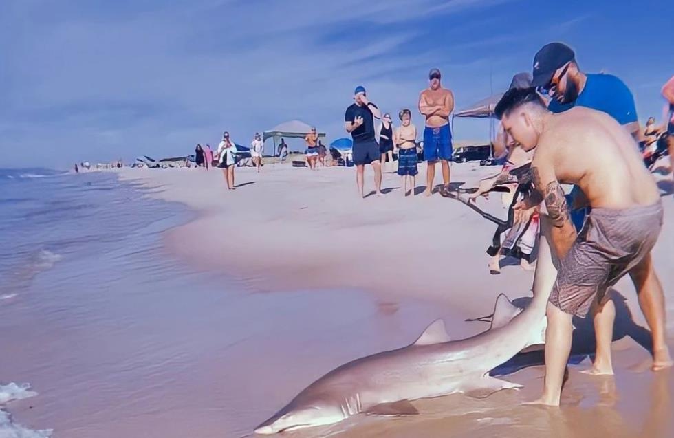Καρχαρίας σε ακτή της Νέας Υόρκης - Νεαρός πάλευε να του αφαιρέσει το αγκίστρι