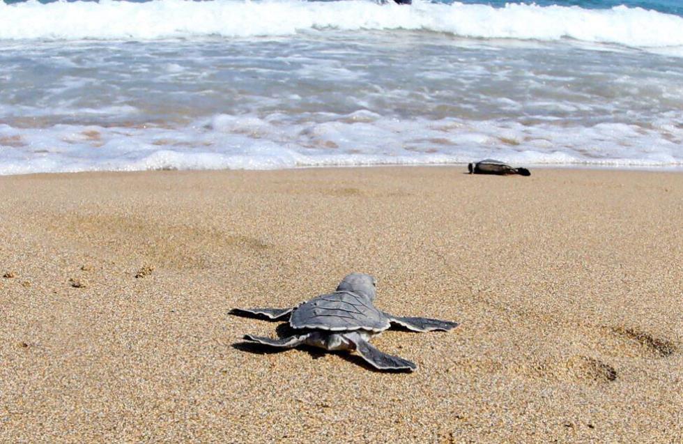 Ο κοινοτάρχης Ίνειας απειλεί να καταστρέψει φωλιές χελωνών στην παραλία Λάρας - Αντιδρούν οι Οικολόγοι