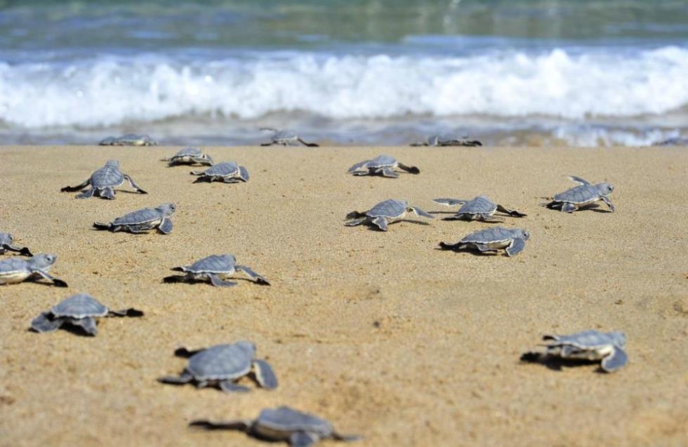 «Μην παρενοχλείτε τις θαλάσσιες χελώνες» - Υπενθύμιση από το υπουργείο Γεωργίας