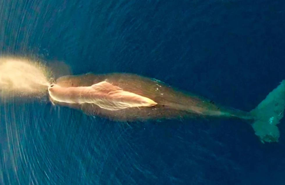 Εντυπωσιακή φωτογραφία από φάλαινα-φυσητήρα που κάνει βόλτες στο Αιγαίο