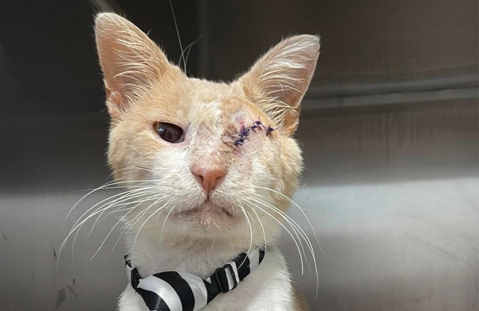 Κόμμα για τα Ζώα: Πυροβόλησαν γατάκι στην Κακοπετριά - Έχασε το ένα του μάτι (φωτογραφίες)