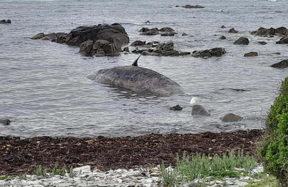 Σχεδόν 200 νεκρές φάλαινες που εξόκειλαν σε ακτή της Αυστραλίας - Μόνο 35 επιβίωσαν