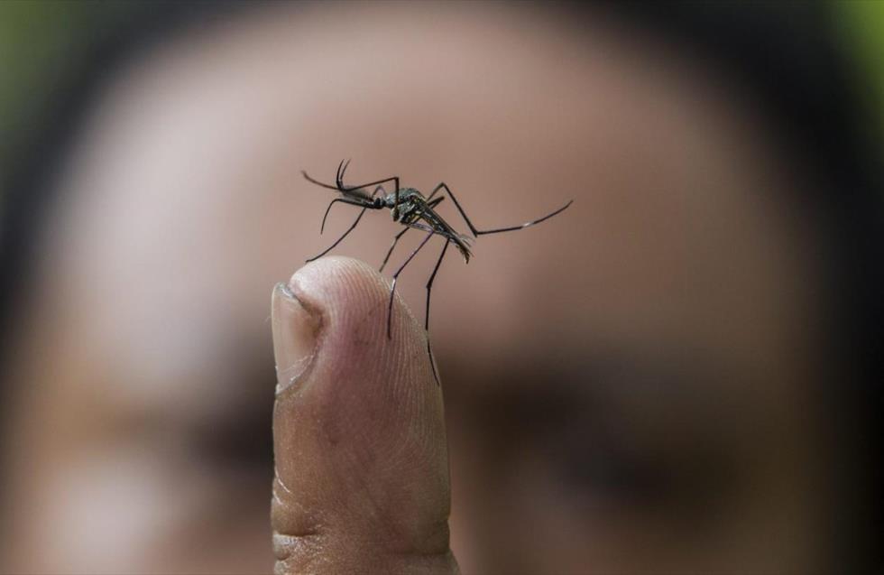 Εντοπίστηκε επικίνδυνο κουνούπι στην Κύπρο - Η ανακοίνωση του Υπουργείου Υγείας