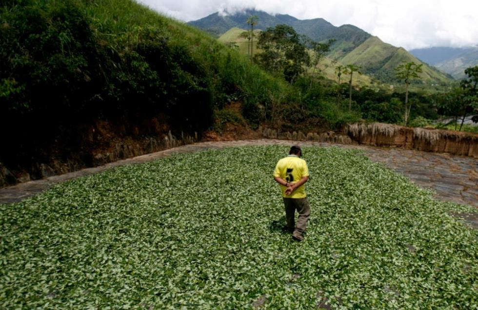 Καλλιέργειες κόκας έκτασης 190.000 στρεμμάτων καταστράφηκαν στο Περού