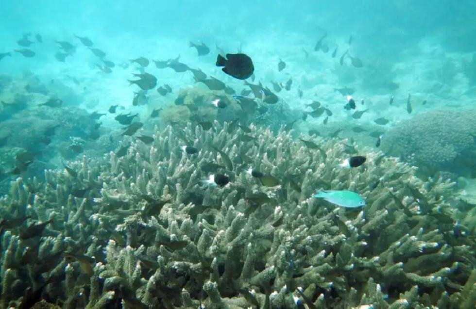 Ο θαλάσσιος καύσωνας αποδεκάτισε τα δάση κοραλλιών της Μεσογείου - «Ήταν σαν υποβρύχια λαίλαπα» λέει Γάλλος ερευνητής
