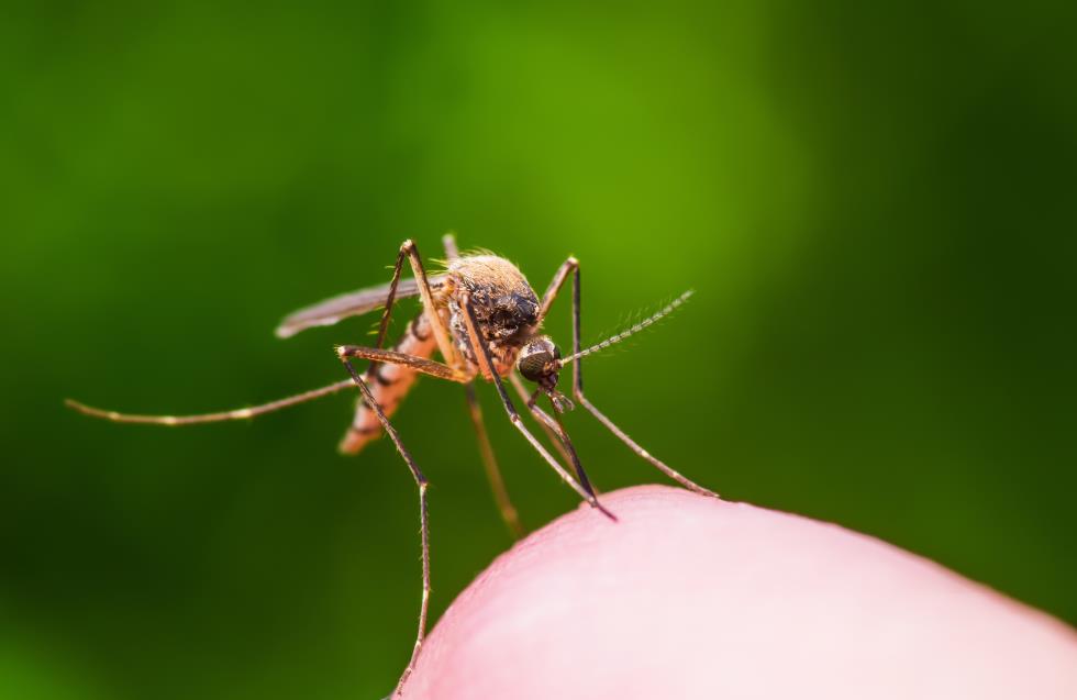 Καθησυχάζουν το κοινό οι αρμόδιοι για κινδύνους από μολυσματικό κουνούπι
