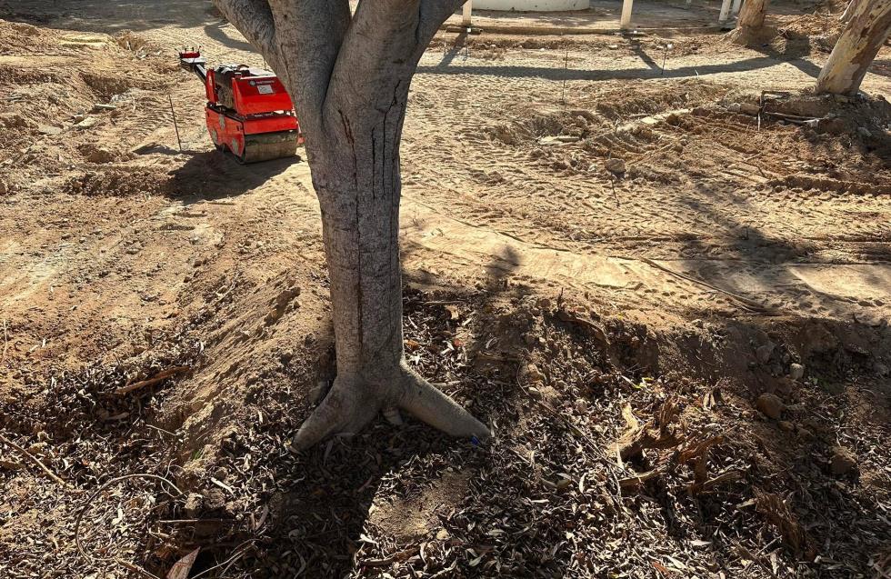 Οκτώ αιωνόβια δέντρα κινδυνεύουν: Καταγγέλλει Δήμο Λεμεσού και εργολάβο το Τμήμα Δασών για τον παιδότοπο του δημόσιου κήπου