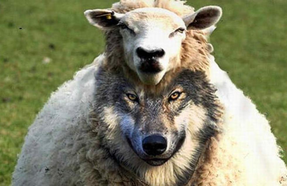 Προβιά αρνιού vs προβιά λύκου