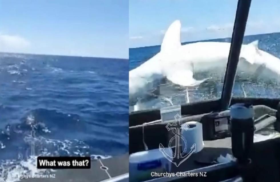 «Κόκκαλο» έμεινε καπετάνιος! Η απίστευτη στιγμή που τεράστιος καρχαρίας «προσγειώνεται» σε αλιευτικό σκάφος (video)
