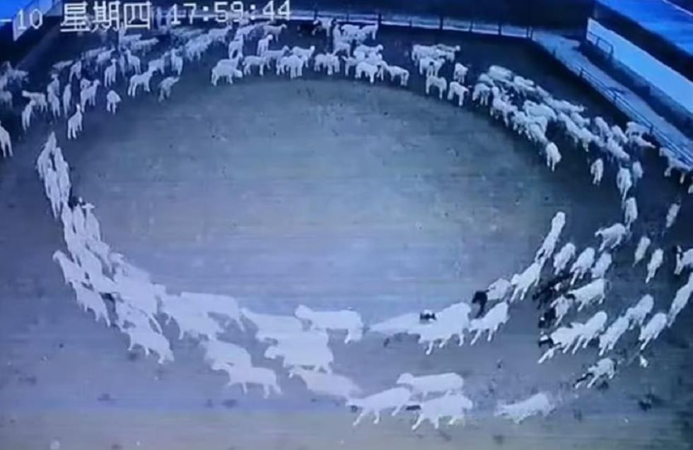 Μυστήριο σε φάρμα στην Κίνα: Πρόβατα κινούνται σε κύκλο επί 12 ημέρες
