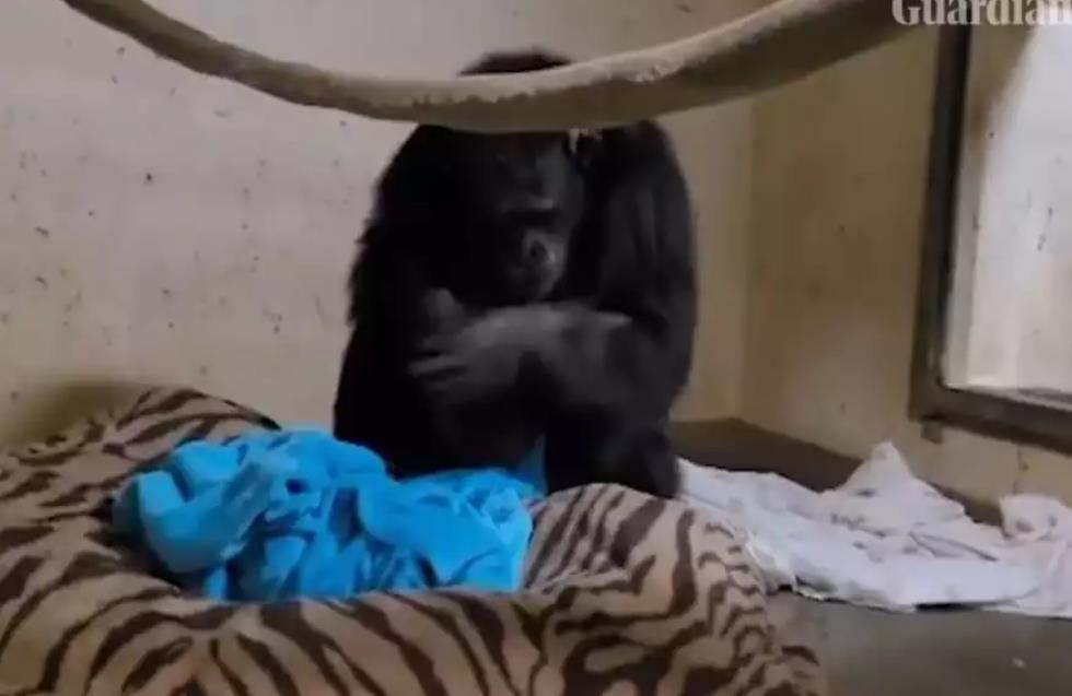 Ό,τι πιο γλυκό: Η στιγμή που μαμά - χιμπατζής αγκαλιάζει για πρώτη φορά το νεογέννητο μωράκι της