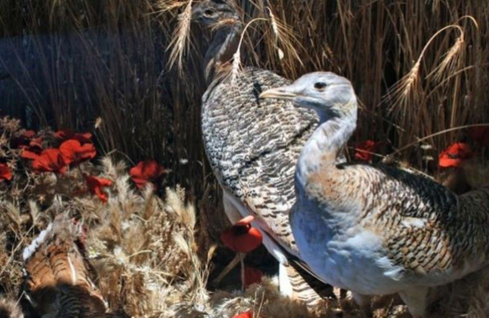 Πόσο ζυγίζει το πιο βαρύ ιπτάμενο πτηνό - Τρώει παπαρούνες στην αναπαραγωγική περίοδο