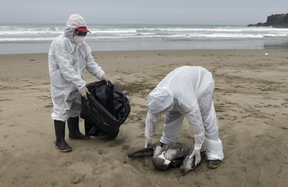Χιλιάδες θαλασσοπούλια νεκρά στο Περού λόγω της γρίπης των πτηνών