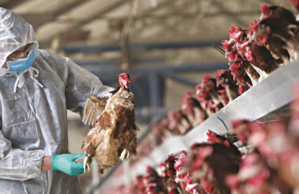 Γρίπη Πτηνών: Θανατώνονται πουλερικά, θα πάρει χρόνο η διαδικασία - Είναι λιγότερα από 1000