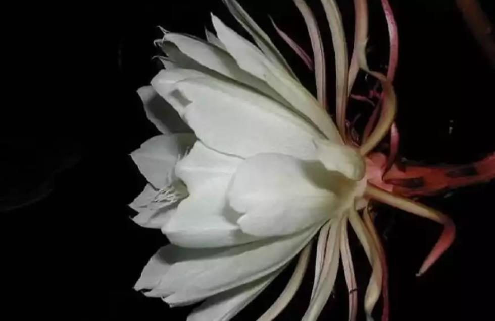 Το σπάνιο λουλούδι που ανθίζει μόνο μια νύχτα τον χρόνο - Ποιο είναι και πού το συναντάμε (βίντεο)