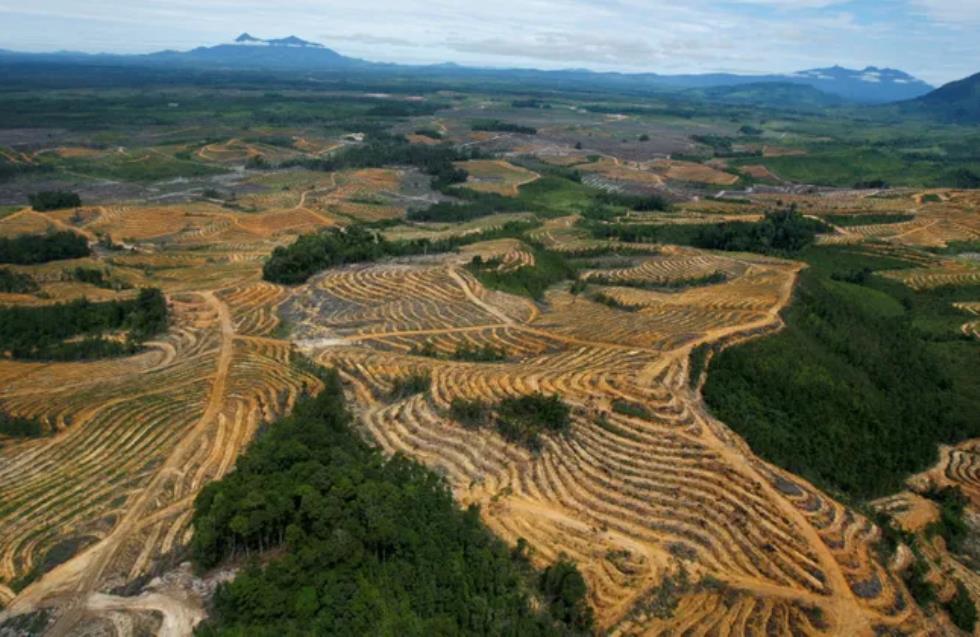 Παγκόσμια πρωτιά για την ΕΕ: Απαγορεύει εισαγωγές προϊόντων που συνδέονται με την αποψίλωση δασών
