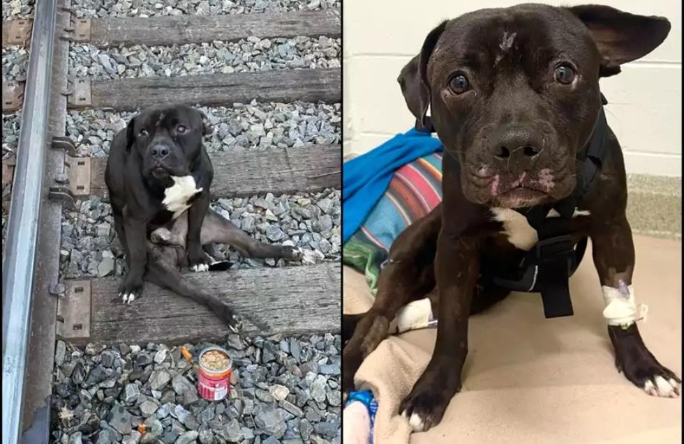 Απάνθρωπο: Εγκατέλειψαν παράλυτο σκύλο σε ράγες τρένου - «Επί δύο μέρες ξάπλωνε και το τρένο περνούσε από πάνω»