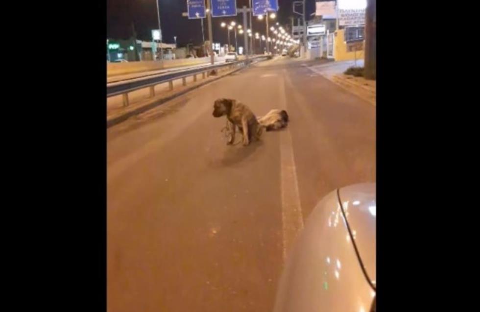 Κρήτη: Σκύλος θρηνεί για τον φίλο του στη μέση του δρόμου και δεν εγκαταλείπει τη σκηνή -Συγκινητικό βίντεο