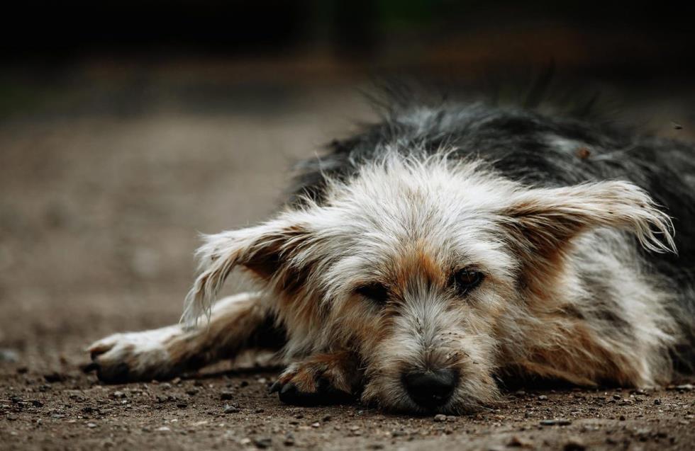 Εγκαταλείπονται πάνω από 250.000 σκύλοι τον χρόνο: Στοιχεία σοκ από Κυπριακή Εταιρεία Προστασίας Ζώων


